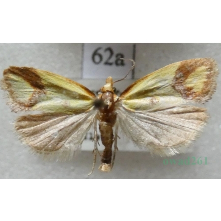 Agapeta zoegana (Linnaeus, 1767) Pańdrożyca strzemioneczka Czech62a